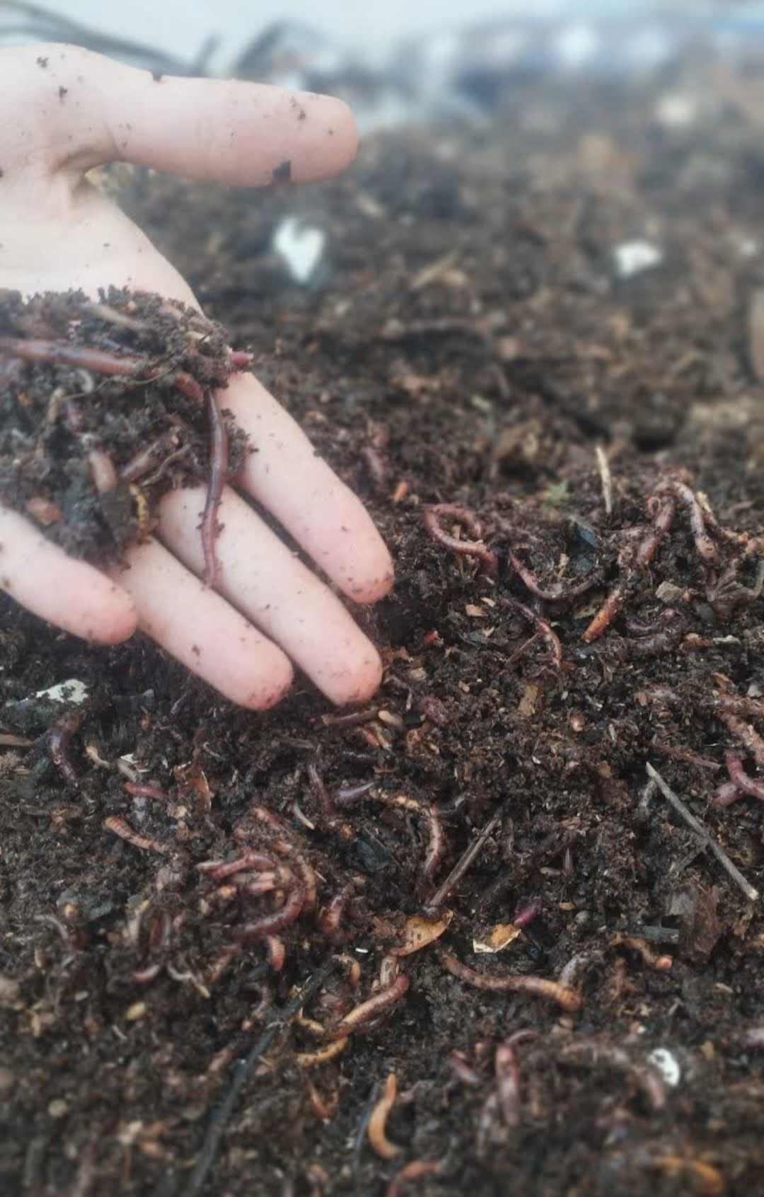 تصویر دوره ورمی کمپوست